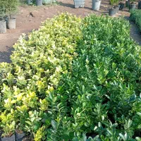 فیکوس،لاوسون،پتوس،رزلوکس|گل و گیاه طبیعی|رشت, حومه رشت|دیوار