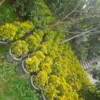 فروش فوری شمشادطلایی|گل و گیاه طبیعی|نشتارود, |دیوار