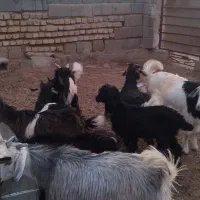10راس کهره علف خور و کهره شیری