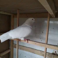 کبوتر نر پاک سفید  کله پفکی