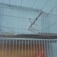 فنچ|پرنده|بیرجند, |دیوار