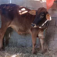 گاو فروشی|حیوانات مزرعه|سراوان, |دیوار