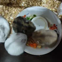 بچه همستر و همستر|موش و خرگوش|تهران, زهتابی|دیوار