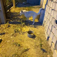سگ هاسک