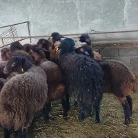 بره هموزیگوت