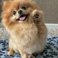 واگذاری سگ پامرانین|سگ|صدرا-فارس, فاز ۱|دیوار