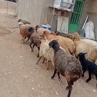 جفتی ۴۸۰۰۰۰۰۰ملیون