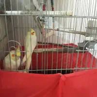 عروس هلندی جفت لوتینو