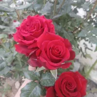نیازمند کار