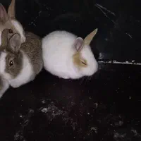 خرگوش پرورشی|موش و خرگوش|الشتر, |دیوار