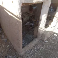 کفتر|پرنده|کاشمر, |دیوار