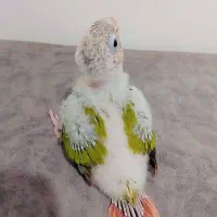 جوجه گیرینچیک سرلاکی