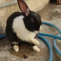 حراج خرگوش محلی معاوضه با کفتر