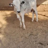 ۱۲گوساله نر