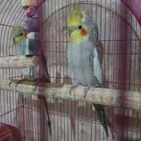 عروس هلندی جفت مولد|پرنده|ساوه, |دیوار