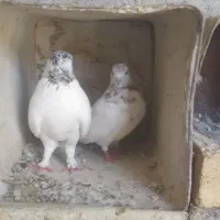 کفتر گوشتی کشتنی