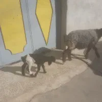 یک راس میش وبره نر