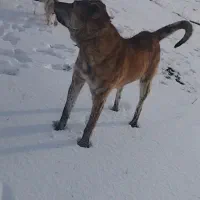 ببری مناسب برای گله