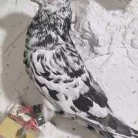 کبوتر سرور پلاکی