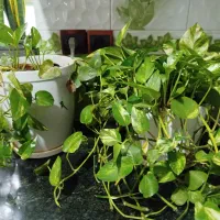 پتوس حراج|گل و گیاه طبیعی|وحدتیه, |دیوار