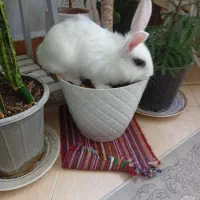خرگوش