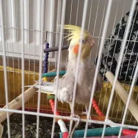 عروس هلندی مولد همراه جوجه|پرنده|ابهر, |دیوار