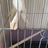 عروس هلندی نر و ماده