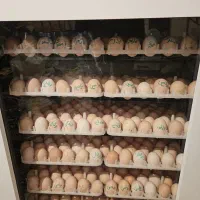 دستگاه جوجه  هدایت ۵۰۰ تایی در حد نو