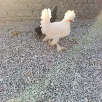 مرغ خروس پرپا کاکلی