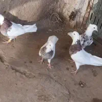 طوقی عقیطه|پرنده|همدان, |دیوار
