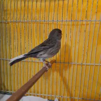 قناری نر گلستر