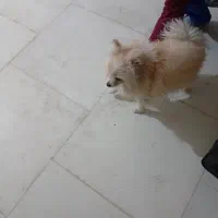 فروشی|سگ|پردیس, فاز ۵|دیوار