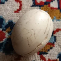 گوهرشب چراغ|کلکسیون اشیاء عتیقه|اژیه, |دیوار