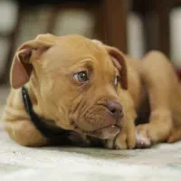 سگ گمشده|حیوانات|کرمان, |دیوار