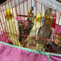 عروس هلندی فروشی|پرنده|فومن, |دیوار