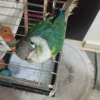 پرنده