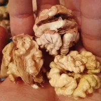 گردو پوست کاغذی درشت و سفید و پرچرب