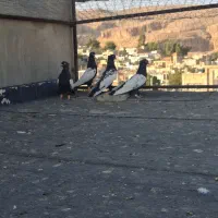 کبوتر رنگی|پرنده|شیراز, تل حسین‌آباد|دیوار
