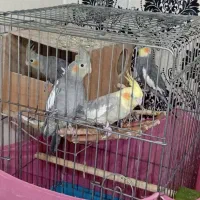 عروس هلندی