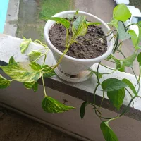 گل های آپارتمانی زیبا|گل و گیاه طبیعی|رشت, نیروی دریایی|دیوار