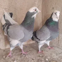 کفتر یا کبوتر پرشی یجایی