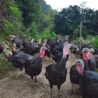 فروش و معاوضه گله جوان بوقلمون مولد برنز|حیوانات مزرعه|لنگرود, |دیوار