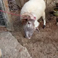 گوسفند نر|حیوانات مزرعه|گوراب زرمیخ, |دیوار