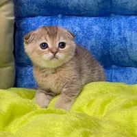 بچهگربه اصیل و باوقار برای خانوادهها