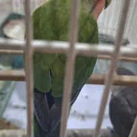 کوتوله برزیلی صورت هلویی|پرنده|فردوسیه, |دیوار