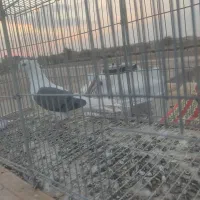 دوکت سبز ماده