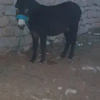 3 عدد ماده خر با کره کوچیک