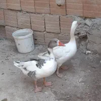 غاز