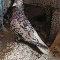 اهواز کوی ازادی