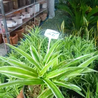 انواع گلهای اپارتمانی باکیفیت بسیار بالا|گل و گیاه طبیعی|پیر بکران, |دیوار